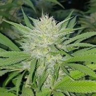 Pothead47