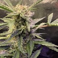 Earlygrower