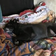 CircusDogCannabis