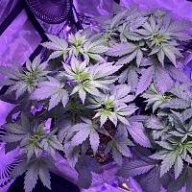 HighDesertGanjaFarmer