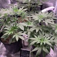 Desertcrops623