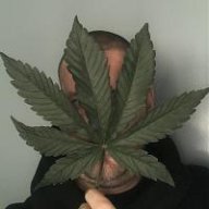TopShelfTrees