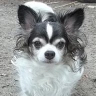 GrumpyOldMan