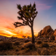 highdesertscott