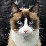 gatoloco