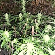 LegaliseAus