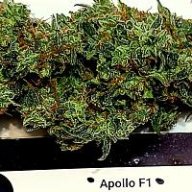 OrganicCanna420
