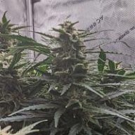 JimWantsToGrow