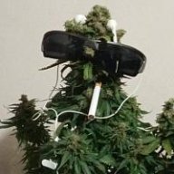 Hiazurbanbudfarmer