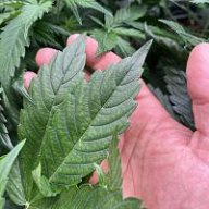 WeedWhisperer