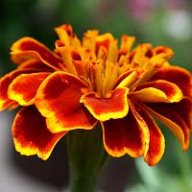 marigold