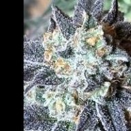 Dwaynesstrains
