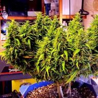 gps420