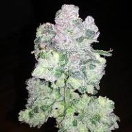 braincrash