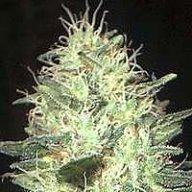 JimmyPapaya