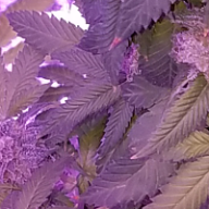 Smokehoss1