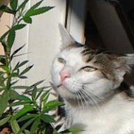 SpaceCat