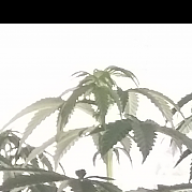 Bestg4202