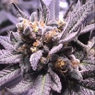HIonCANNABI420