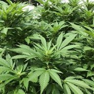 BlueBudz