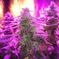Trichomefarmer88