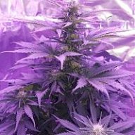 ToxicGrower