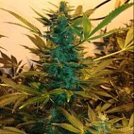 Growingwithnature420
