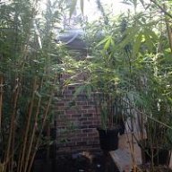 BundyBuds