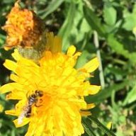 Flowerpower71