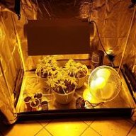 Okiegrower