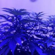 Topshelf