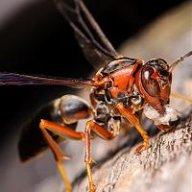 Redwasp