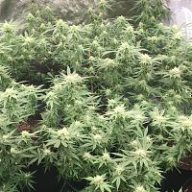 Happygrower456