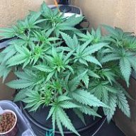 IslandColas