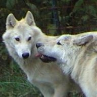 wolfalias