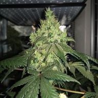 SovietStoner