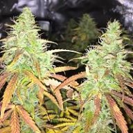 Juicyj89