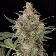Drgreenthumb420