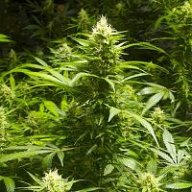 OkieGrowkie