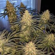 603budboss