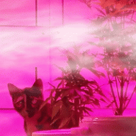 SmokyChambers