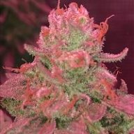 Sugarleaf