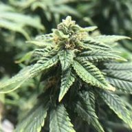 BudBoy2