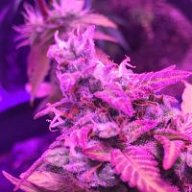 mid9tgrower