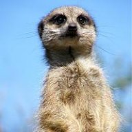 meerkatman