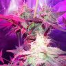 HillBilly420
