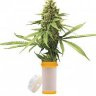 Weed Pharma
