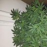 Wannabebotanist23