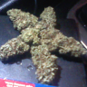 Starris