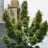 OzBud